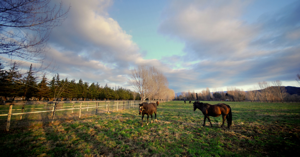 Maximizing Equine Wellness with a Strong Winter Vaccination Strategy