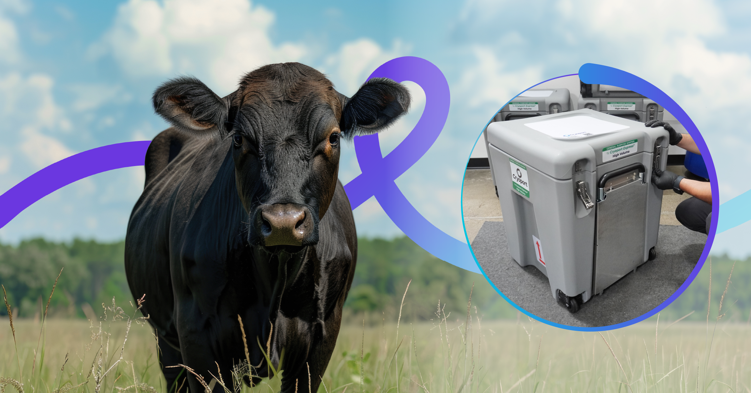 The Role of Quality in Livestock Logistics