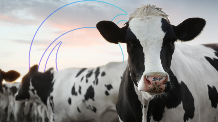 Celebrating Cow Appreciation Day by Supporting the Backbone of Agriculture